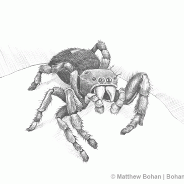 Daring Jumping Spider Pencil Sketch p6