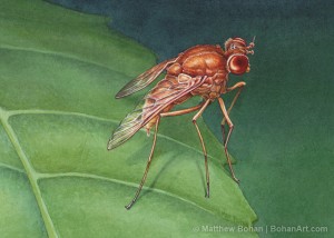 Marsh Fly Transparent Watercolor 5 x 7 inches