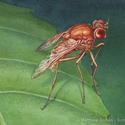 Marsh Fly Transparent Watercolor 5 x 7 inches