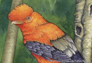 Andean Cock of the Rock Transparent Watercolor (Detail)