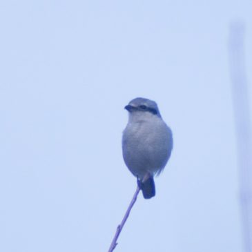 Backyard Northern Shrike!