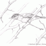 Red-eyed Vireo Pencil Sketch