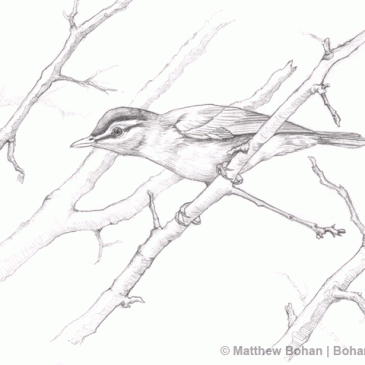 Red-eyed Vireo Pencil Sketch p9