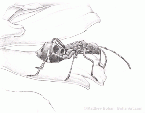 Broad-headed Assassin Bug Pencil Sketch