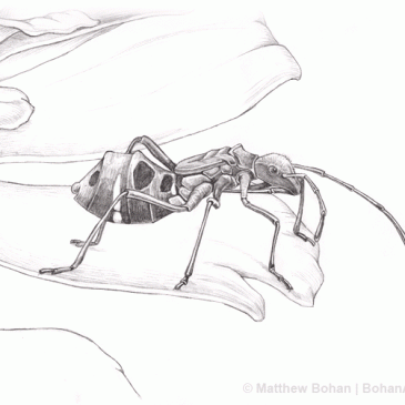 Broad-headed Assassin Bug Nymph Pencil Sketch p8