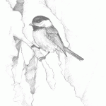 Chickadee on Snowy Branch Pencil Sketch