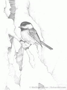 Chickadee on Snowy Branch Pencil Sketch