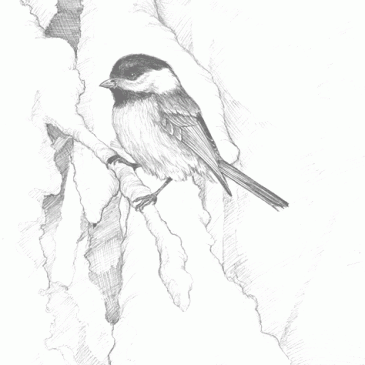 Black-capped Chickadee on Snowy Branches Pencil Sketch p7