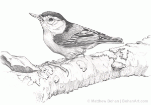 White-Breasted Nuthatch Pencil Sketch