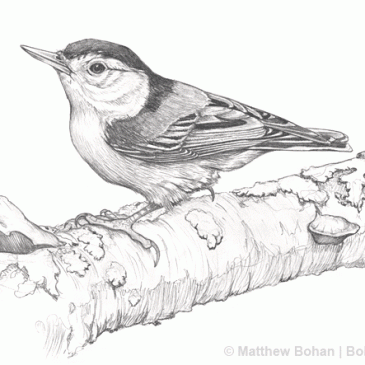 White-breasted Nuthatch Pencil Sketch p13