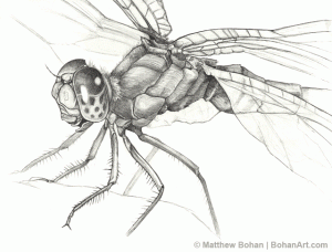 Ruby Meadowhawk Dragonfly Pencil Sketch p14