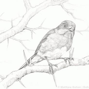 Female Eastern Bluebird Pencil Sketch p16