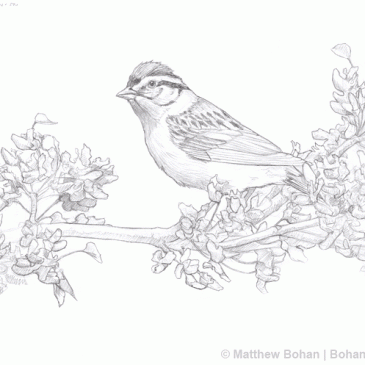 Chipping Sparrow on Redbud Pencil Sketch p18