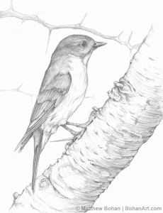 Male Eastern Bluebird on Hawthorn Pencil Sketch