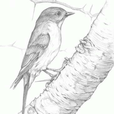 Male Eastern Bluebird on Hawthorn Pencil Sketch p17
