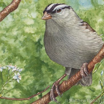 White-crowned Sparrow on Cherry Transparent Watercolor Step-by-step