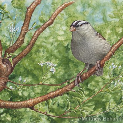 White-crowned Sparrow Transparent Watercolor
