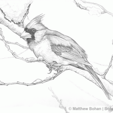 Northern Cardinal Pencil Sketch p19