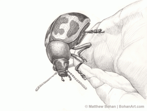 Milkweed Leaf Beetle Pencil Sketch