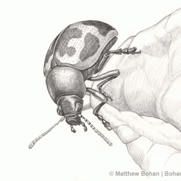 Swamp Milkweed Leaf Beetle Pencil Sketch p21