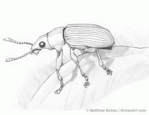 Metallic Green Snout Beetle Pencil Sketch