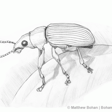 Metallic Green Snout Beetle Pencil Sketch p20