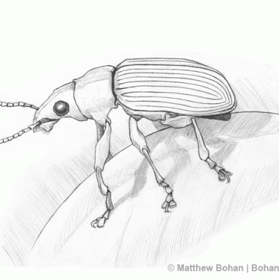 Metallic Green Snout Beetle Pencil Sketch