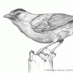 Catbird Pencil Sketch