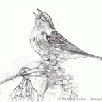 American Tree Sparrow Pencil Sketch