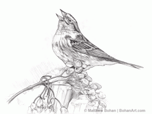 American Tree Sparrow Pencil Sketch