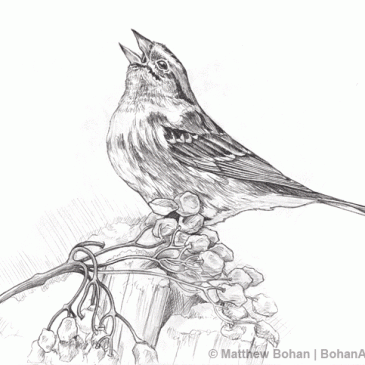 American Tree Sparrow Pencil Sketch p25