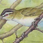 Red-eyed Vireo Watercolor and Ink (detail)