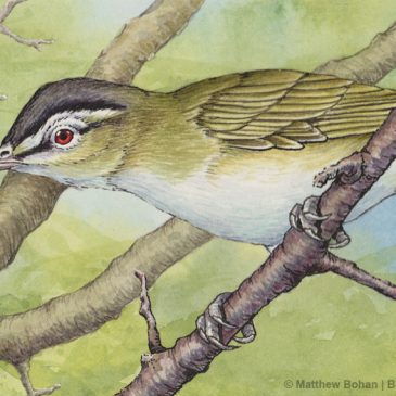 Red-eyed Vireo Transparent Watercolor and Ink Step-by-step