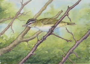 Red-eyed Vireo Watercolor and Ink