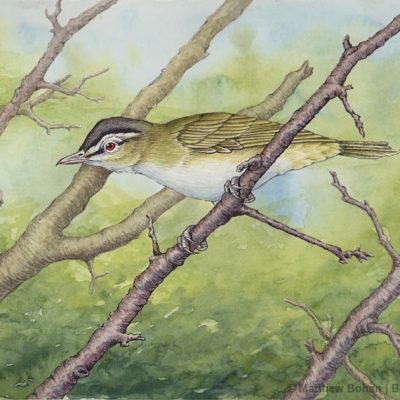 Red-eyed Vireo Watercolor and Ink