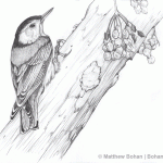 White-breasted Nuthatch Pencil Sketch