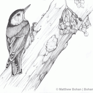 White-breasted Nuthatch Pencil Sketch p27