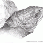 Eastern Box Turtle Pencil Sketch