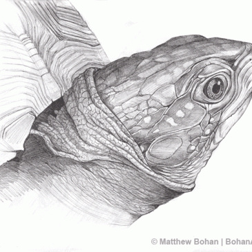 Eastern Box Turtle Pencil Sketch p26