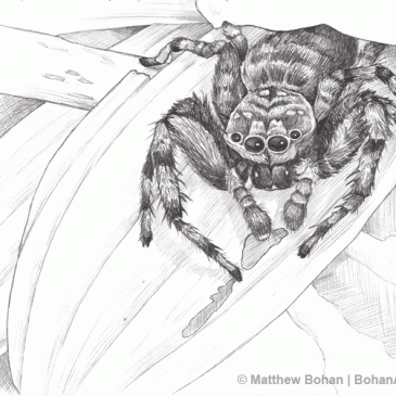 Gray Wall Jumper Jumping Spider Pencil Sketch p27