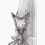 Arrow-shaped Micrathena Spider Pencil Sketch