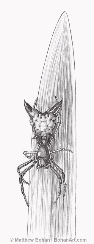 Arrow-shaped Micrathena Spider Pencil Sketch p28