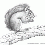 American Red Squirrel Pencil Sketch