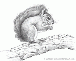 American Red Squirrel Pencil Sketch
