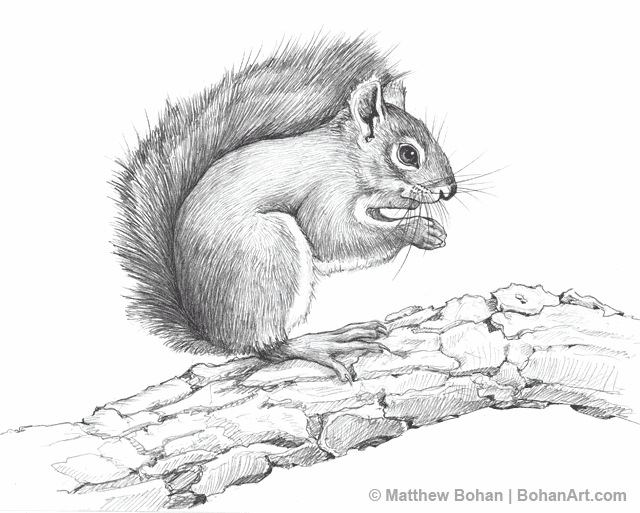 American Red Squirrel Pencil Sketch p29 | Bohan Art