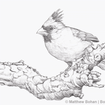 Northern Cardinal Pencil Sketch p30