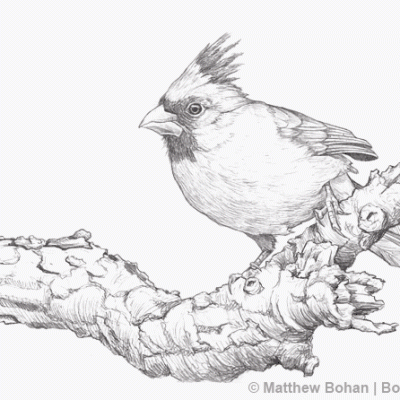 Northern Cardinal Pencil Sketch