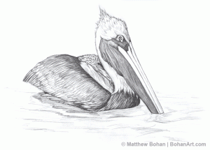 Brown Pelican Pencil Sketch