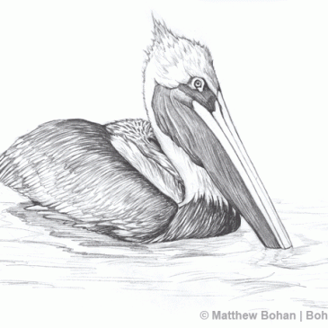 Brown Pelican Pencil Sketch p31