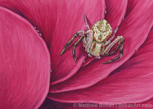Crab Spider Transparent Watercolor Step-by-step